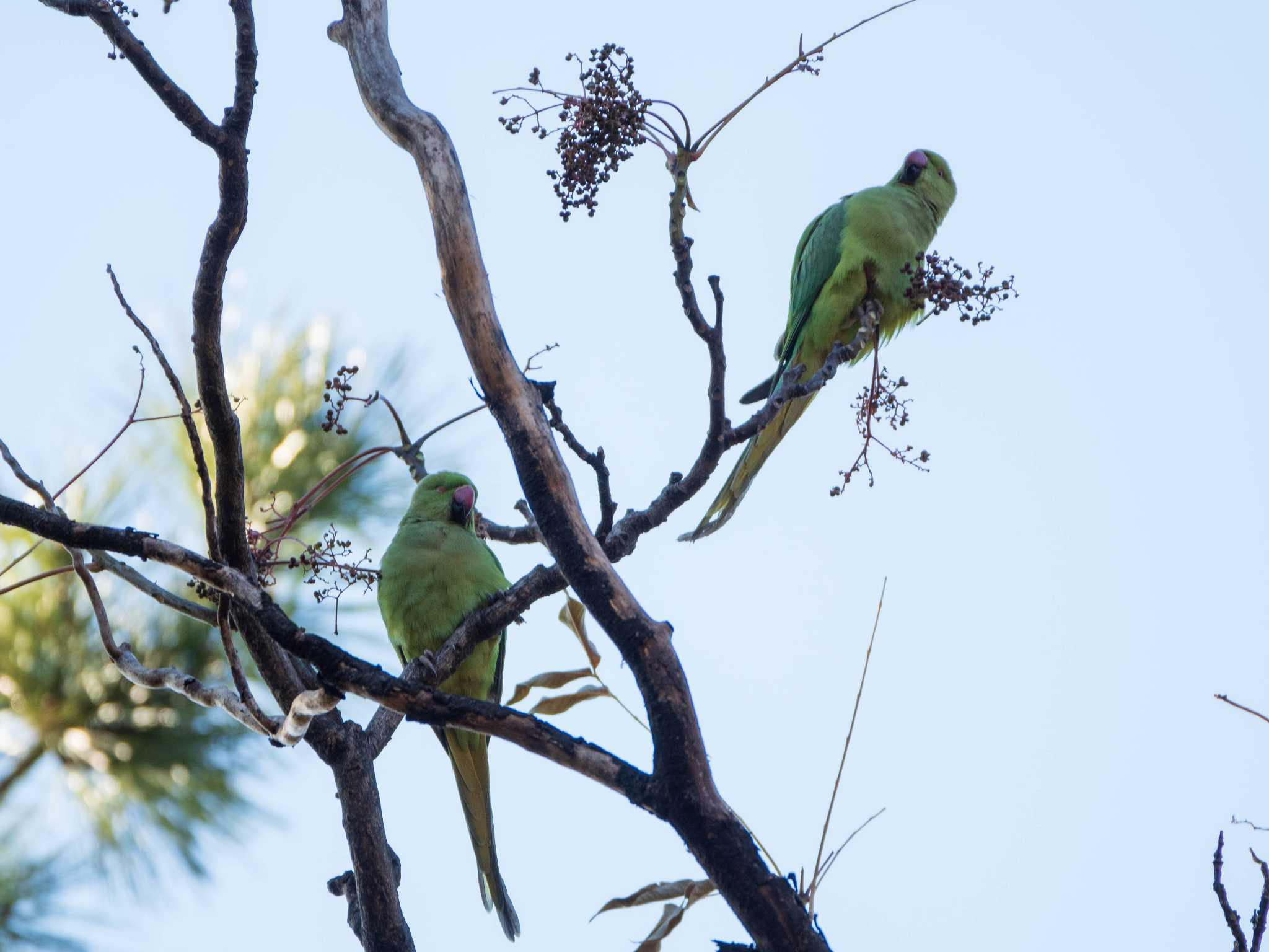 東京大学附属植物園 ワカケホンセイインコの写真 by ryokawameister