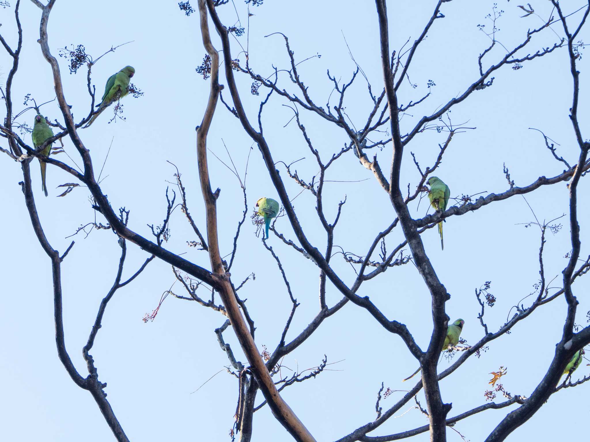 東京大学附属植物園 ワカケホンセイインコの写真 by ryokawameister