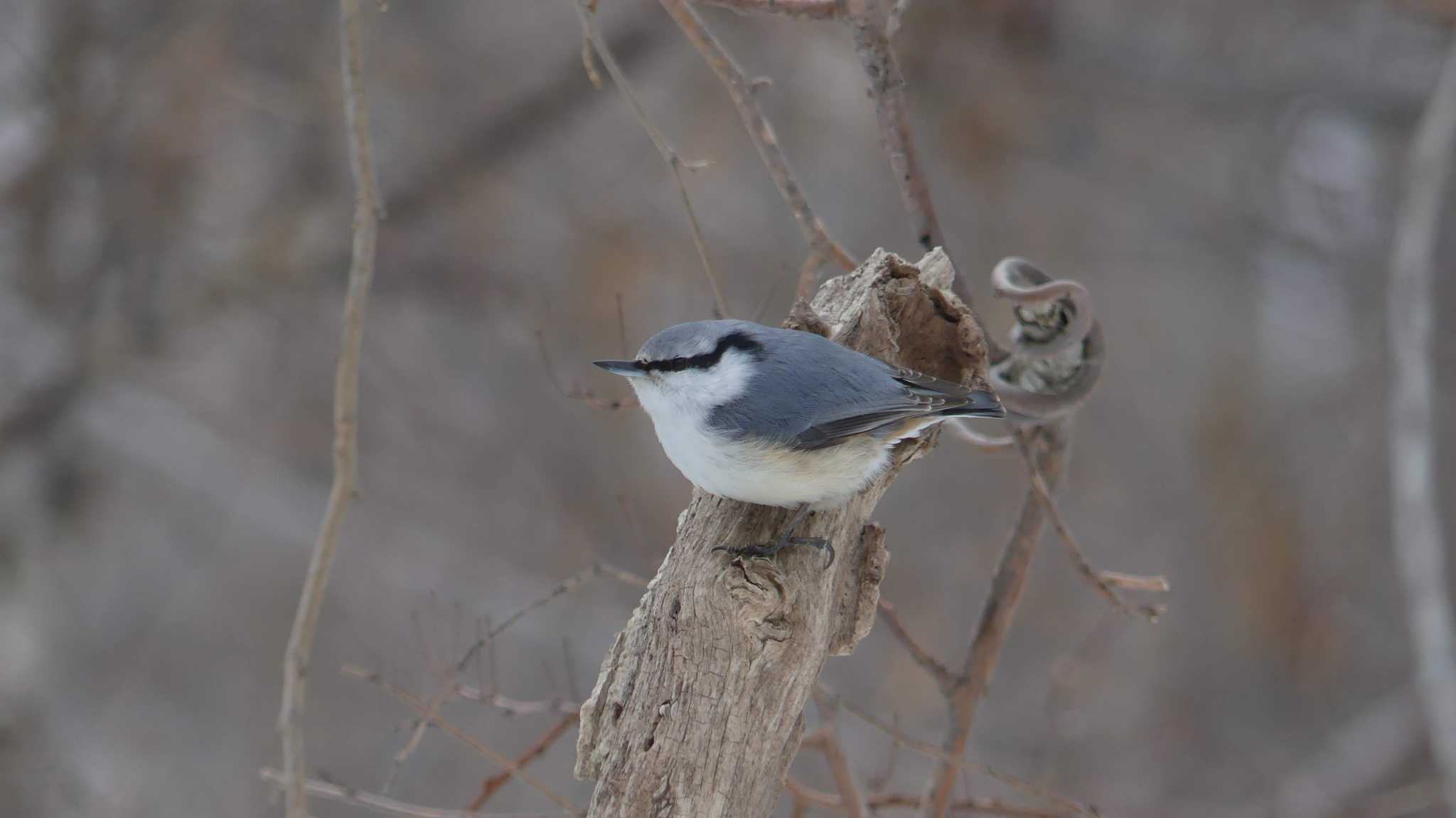 Eurasian Nuthatch(asiatica)