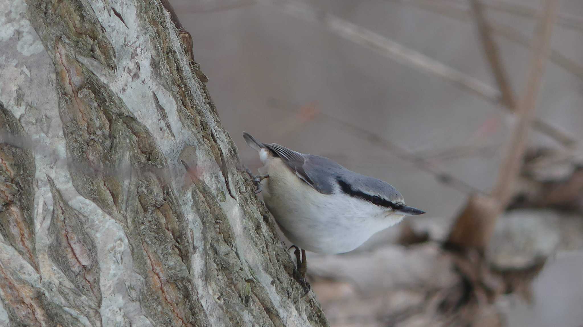 Eurasian Nuthatch(asiatica)