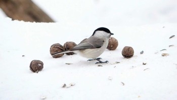 2019年1月20日(日) 青葉公園(千歳市)の野鳥観察記録