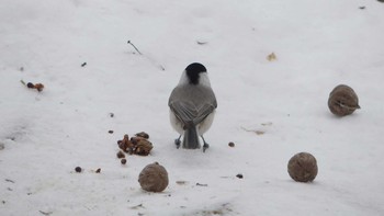 ハシブトガラ 青葉公園(千歳市) 2019年1月20日(日)