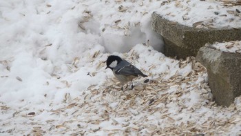 ヒガラ 千歳川 2019年1月20日(日)