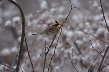 Yellow-throated Bunting 岡谷林道 Sun, 1/20/2019