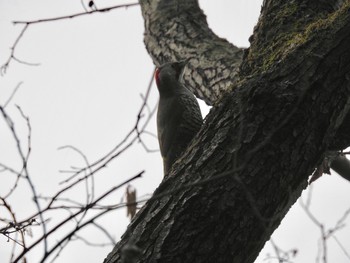 アオゲラ 東高根森林公園 2019年1月20日(日)