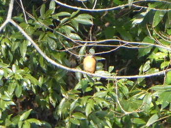 2019年1月20日(日) 四季の森公園(横浜市緑区)の野鳥観察記録