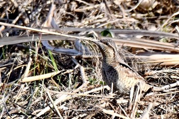 Eurasian Wryneck 平城宮跡 Sat, 1/19/2019