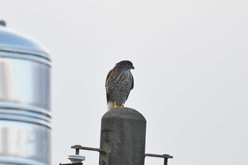 Crested Goshawk 石岡(台湾) Thu, 1/17/2019