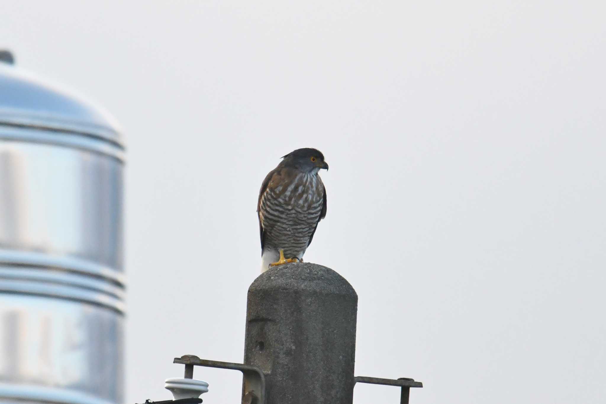 Photo of Crested Goshawk at 石岡(台湾) by あひる