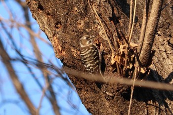 コゲラ 三ツ池公園(横浜市鶴見区) 2019年1月19日(土)