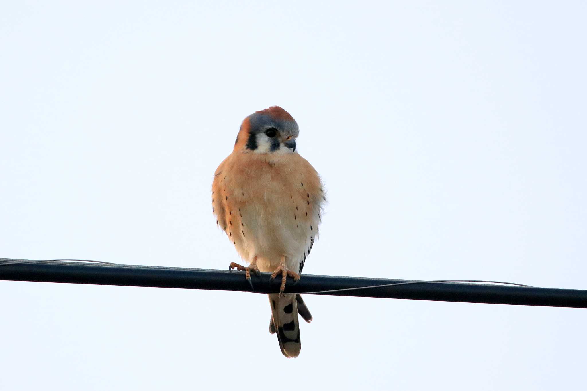 Photo of American Kestrel at Todos Santos (Mexico) by とみやん