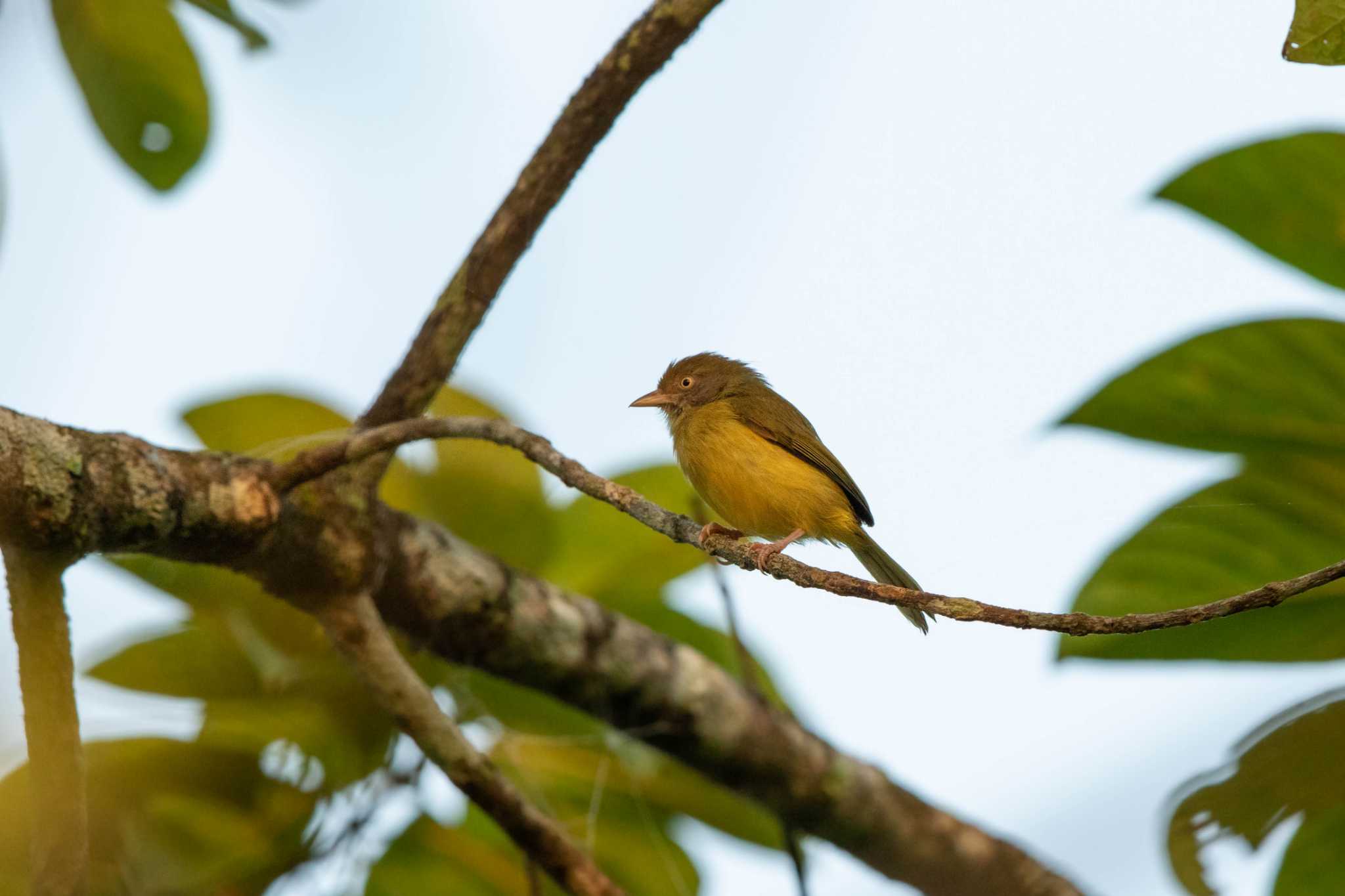 Photo of Scrub Greenlet at Ammo Dump Ponds by Trio