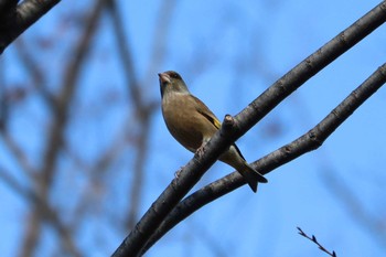 カワラヒワ 三ツ寺公園 2019年1月21日(月)