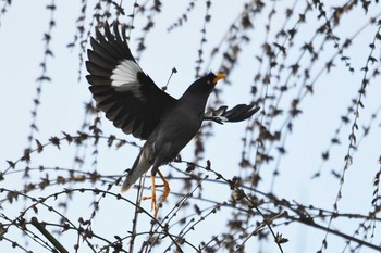 Javan Myna 石岡(台湾) Thu, 1/17/2019