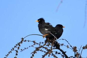 Javan Myna 石岡(台湾) Thu, 1/17/2019