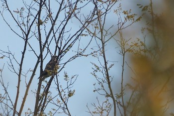 コチョウゲンボウ 静岡県 2019年1月13日(日)