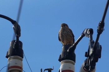 チョウゲンボウ 静岡県 2019年1月13日(日)