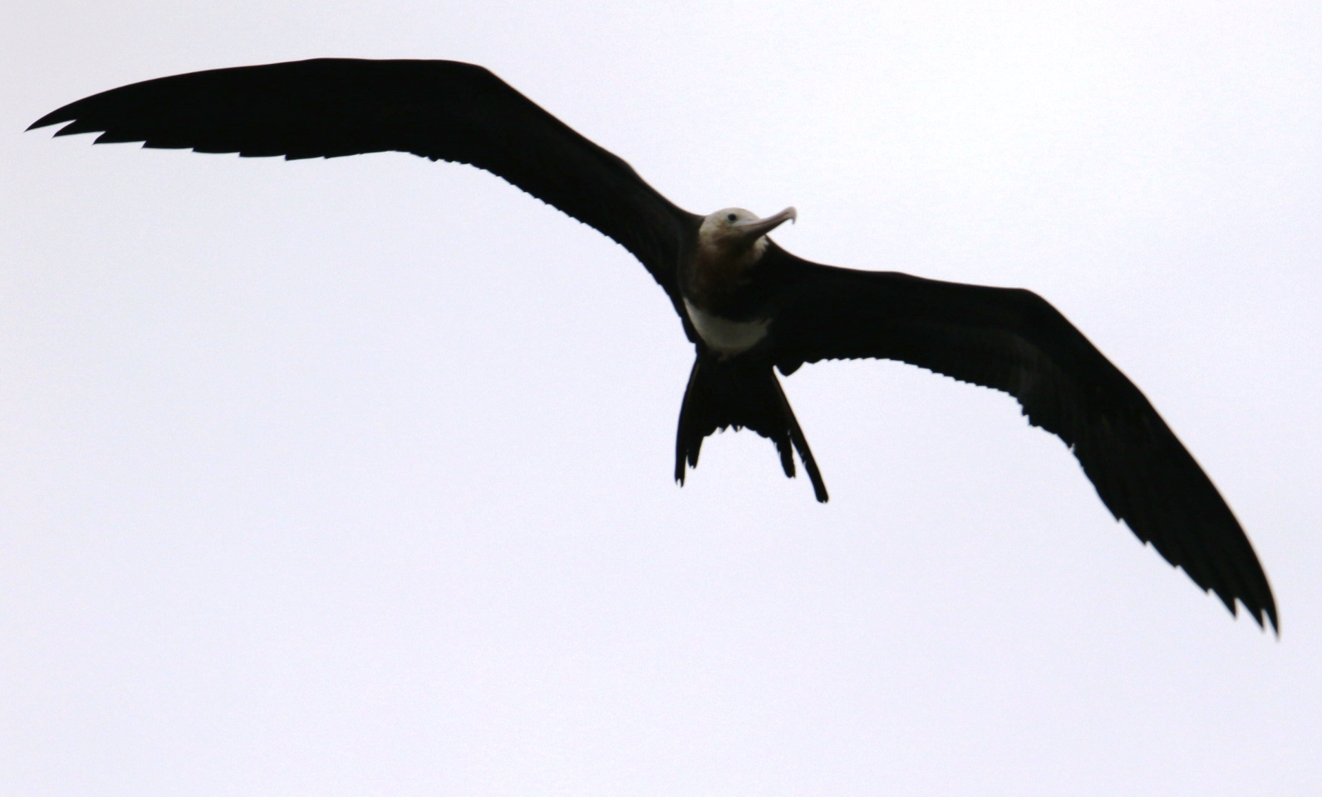 Photo of Great Frigatebird at 九十九里 by マイク