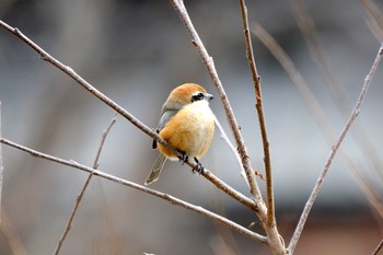 2019年1月21日(月) 加木屋緑地の野鳥観察記録