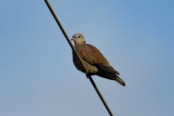 Red Collared Dove 石岡(台湾) Thu, 1/17/2019