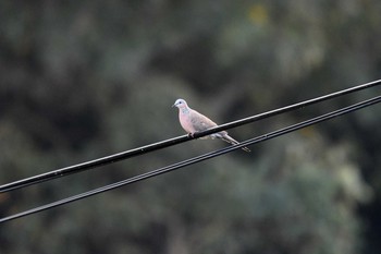 Spotted Dove 石岡(台湾) Thu, 1/17/2019