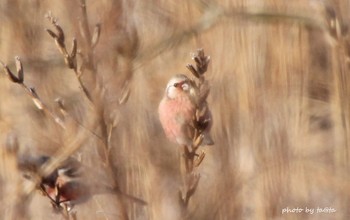 Siberian Long-tailed Rosefinch Kabukuri Pond Sun, 1/13/2019