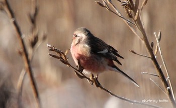 Siberian Long-tailed Rosefinch Kabukuri Pond Sun, 1/13/2019