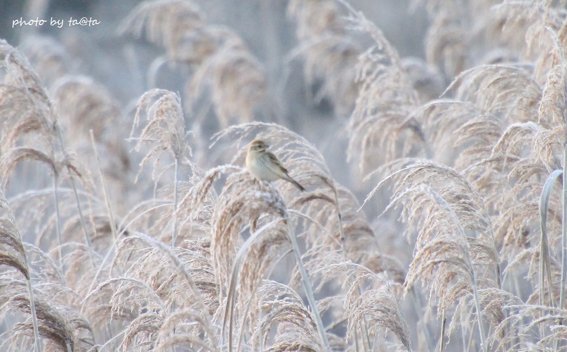 Photo of Common Reed Bunting at Kabukuri Pond by ta@ta