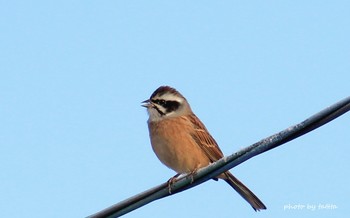 Meadow Bunting Kabukuri Pond Sun, 1/13/2019