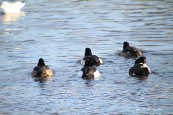 Tufted Duck 広瀬川 Sat, 12/22/2018