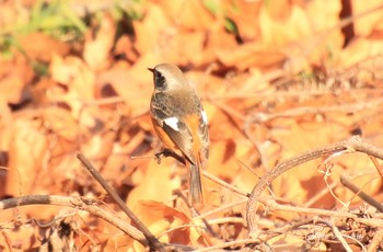 ジョウビタキ 広瀬川 2018年12月22日(土)