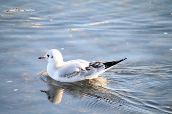 ユリカモメ 広瀬川 2018年12月22日(土)