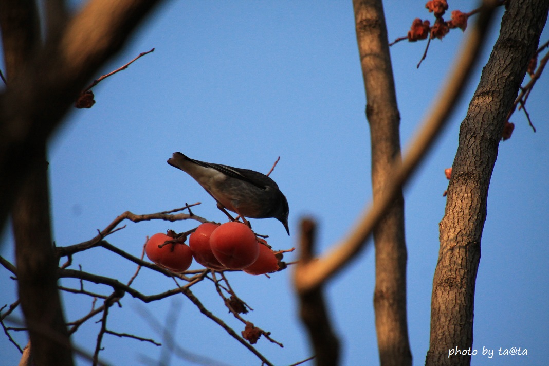 Photo of White-cheeked Starling at 広瀬川 by ta@ta