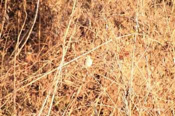 Hawfinch 広瀬川 Sat, 12/22/2018