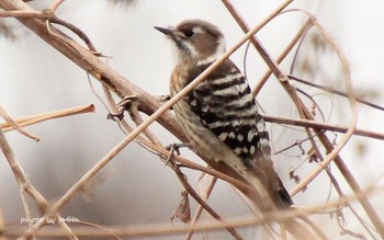 Japanese Pygmy Woodpecker 七北田川 Sat, 1/12/2019