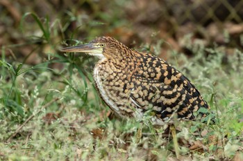 Rufescent Tiger Heron