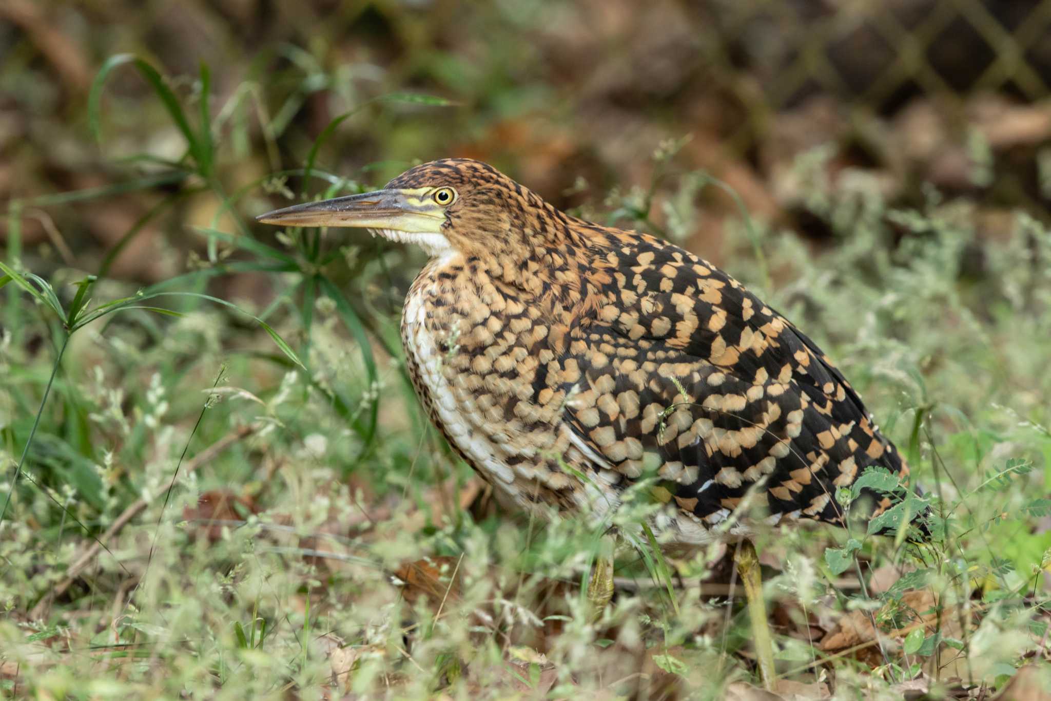 Photo of Rufescent Tiger Heron at Plantation Road(Soberania NP) by Trio