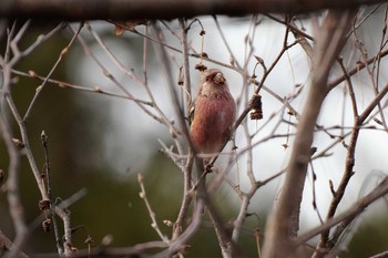 Siberian Long-tailed Rosefinch 岡谷林道 Sun, 1/20/2019