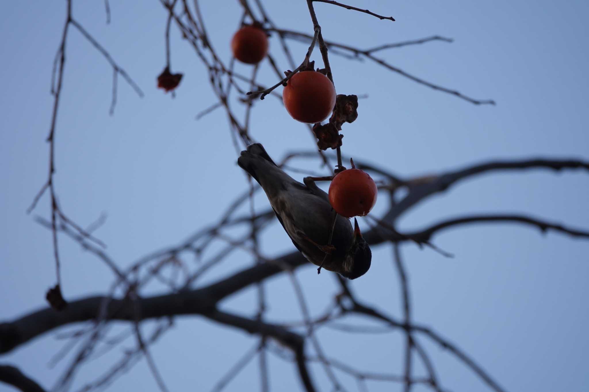 Untitled Photo by レスター