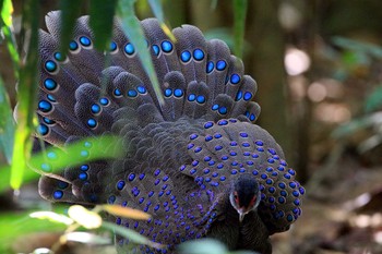 Germain's Peacock-Pheasant Cat Tien National Park Sat, 12/1/2018