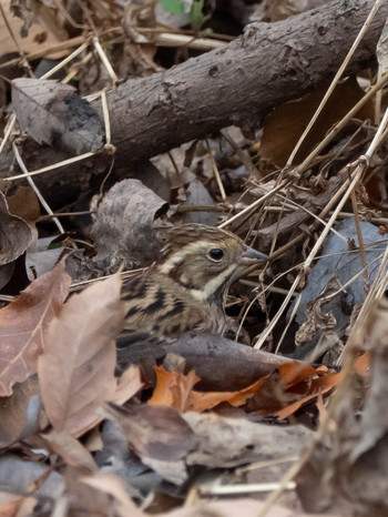 Rustic Bunting 馬見丘陵公園 Tue, 1/22/2019