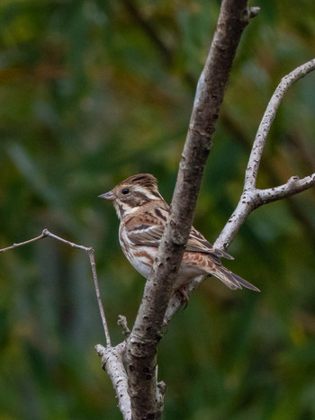 Rustic Bunting 馬見丘陵公園 Tue, 1/22/2019