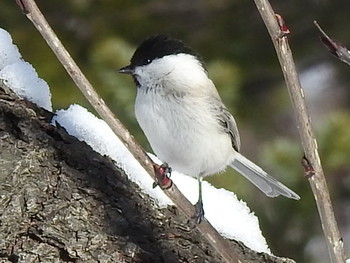 ハシブトガラ 札幌市内 2019年1月22日(火)