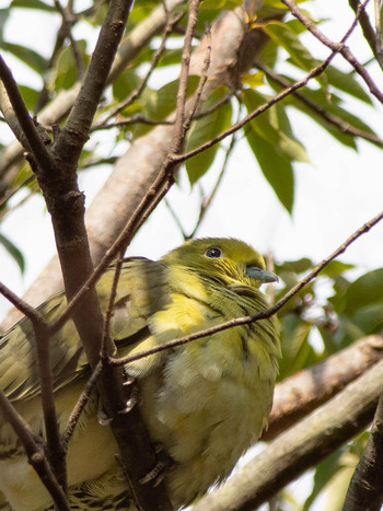 アオバト 馬見丘陵公園 2019年1月22日(火)