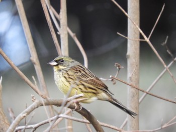 Masked Bunting Kodomo Shizen Park Tue, 1/22/2019