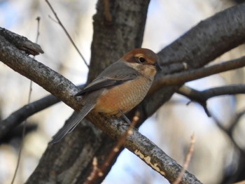 Bull-headed Shrike Kodomo Shizen Park Tue, 1/22/2019