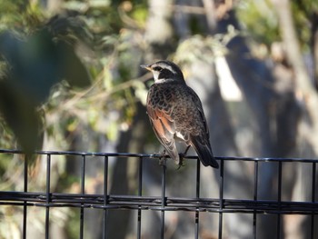 Dusky Thrush Kodomo Shizen Park Tue, 1/22/2019