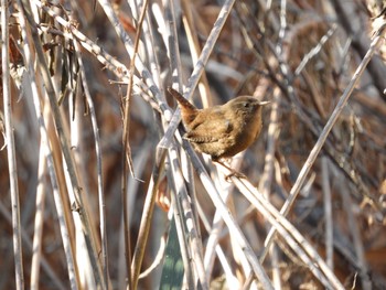 Eurasian Wren Kodomo Shizen Park Tue, 1/22/2019