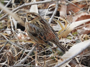 Rustic Bunting Kodomo Shizen Park Tue, 1/22/2019