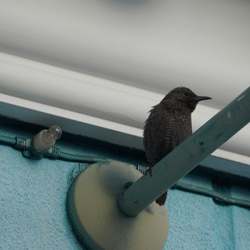 Blue Rock Thrush Minatomirai Tue, 1/22/2019